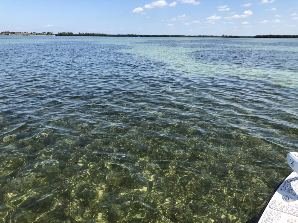 Lush sea grass beds of Terra Ceia Tampa Bay